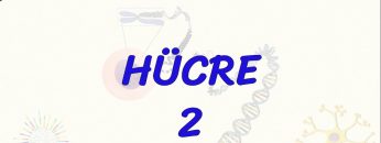 HÜCRE – 2