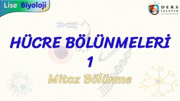HÜCRE BÖLÜNMELERİ – 1 / MİTOZ BÖLÜNME