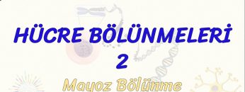 HÜCRE BÖLÜNMELERİ – 2 / MAYOZ BÖLÜNME