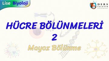 HÜCRE BÖLÜNMELERİ – 2 / MAYOZ BÖLÜNME