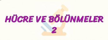 HÜCRE VE BÖLÜNMELER – 2