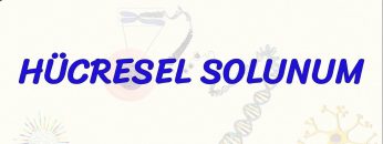 HÜCRESEL SOLUNUM