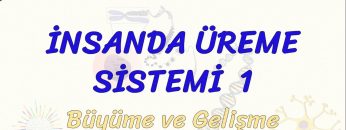 İNSANDA ÜREME SİSTEMİ – 1 / BÜYÜME VE GELİŞME