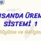 İNSANDA ÜREME SİSTEMİ – 1 / BÜYÜME VE GELİŞME