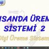 İNSANDA ÜREME SİSTEMİ – 2 / DİŞİ ÜREME SİSTEMİ