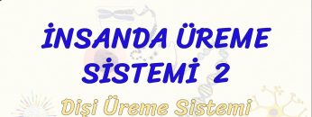 İNSANDA ÜREME SİSTEMİ – 2 / DİŞİ ÜREME SİSTEMİ