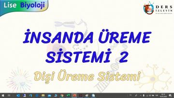 İNSANDA ÜREME SİSTEMİ – 2 / DİŞİ ÜREME SİSTEMİ