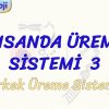İNSANDA ÜREME SİSTEMİ – 3 / ERKEK ÜREME SİSTEMİ