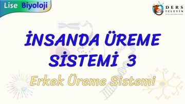İNSANDA ÜREME SİSTEMİ – 3 / ERKEK ÜREME SİSTEMİ