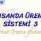 İNSANDA ÜREME SİSTEMİ – 3 / ERKEK ÜREME SİSTEMİ