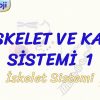 İSKELET VE KAS SİSTEMİ – 1 / İSKELET SİSTEMİ