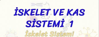 İSKELET VE KAS SİSTEMİ – 1 / İSKELET SİSTEMİ
