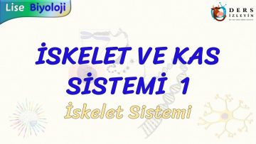 İSKELET VE KAS SİSTEMİ – 1 / İSKELET SİSTEMİ