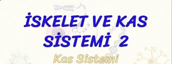 İSKELET VE KAS SİSTEMİ – 2 / KAS SİSTEMİ