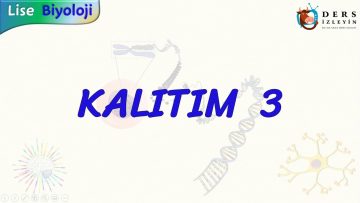 KALITIM – 3