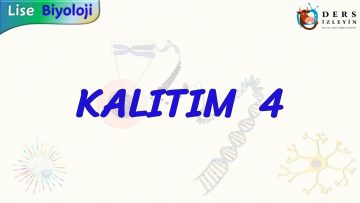 KALITIM – 4
