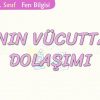 KANIN VÜCUTTAKİ DOLAŞIMI
