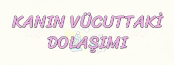 KANIN VÜCUTTAKİ DOLAŞIMI