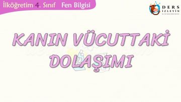 KANIN VÜCUTTAKİ DOLAŞIMI