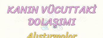 KANIN VÜCUTTAKİ DOLAŞIMI-ALIŞTIRMALAR