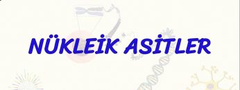 NÜKLEİK ASİTLER