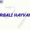 OMURGALI HAYVANLAR
