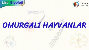 OMURGALI HAYVANLAR