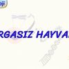 OMURGASIZ HAYVANLAR