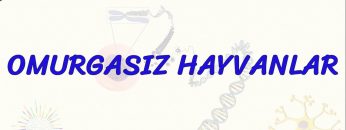 OMURGASIZ HAYVANLAR