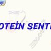 PROTEİN SENTEZİ