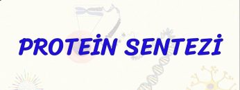 PROTEİN SENTEZİ