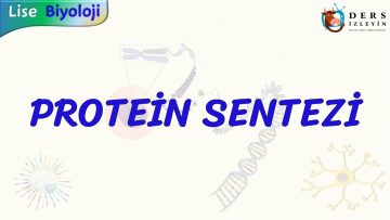 PROTEİN SENTEZİ