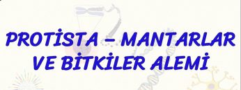 PROTİSTA, MANTARLAR VE BİTKİLER ALEMİ