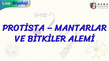 PROTİSTA, MANTARLAR VE BİTKİLER ALEMİ