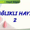SAĞLIKLI HAYAT – 2