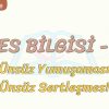 SES BİLGİSİ – 3 / ÜNSÜZ YUMUŞAMASI – ÜNSÜZ SERTLEŞMESİ