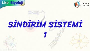 SİNDİRİM SİSTEMİ – 1