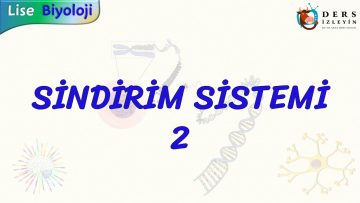 SİNDİRİM SİSTEMİ – 2