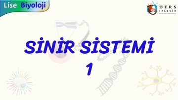 SİNİR SİSTEMİ – 1