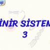 SİNİR SİSTEMİ – 3