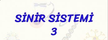 SİNİR SİSTEMİ – 3
