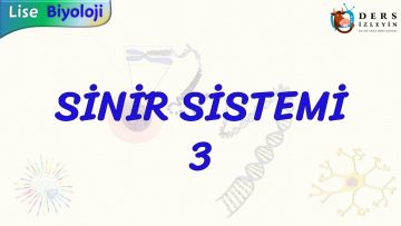 SİNİR SİSTEMİ – 3
