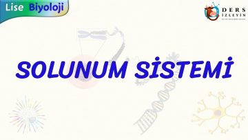 SOLUNUM SİSTEMİ
