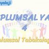 TOPLUMSAL YAPI – 4