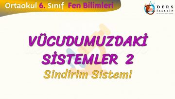 VÜCUDUMUZDAKİ SİSTEMLER – 2 / SİNDİRİM SİSTEMİ