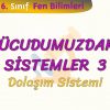 VÜCUDUMUZDAKİ SİSTEMLER – 3 / DOLAŞIM SİSTEMİ