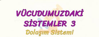 VÜCUDUMUZDAKİ SİSTEMLER – 3 / DOLAŞIM SİSTEMİ