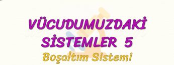 VÜCUDUMUZDAKİ SİSTEMLER – 5 / BOŞALTIM SİSTEMİ