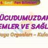 VÜCUDUMUZDAKİ SİSTEMLER VE SAĞLIĞI – 4 / DUYU ORGANLARI – KULAK