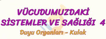 VÜCUDUMUZDAKİ SİSTEMLER VE SAĞLIĞI – 4 / DUYU ORGANLARI – KULAK